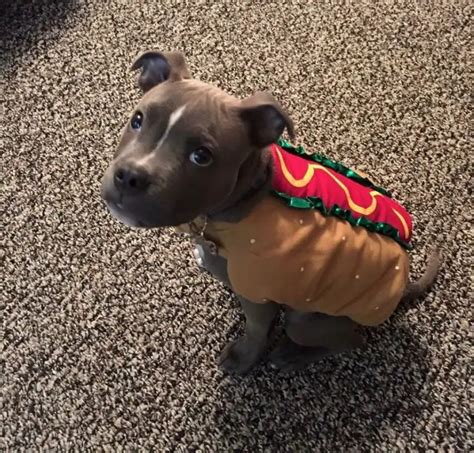 The 70+ Greatest Pit Bull Halloween Costumes EVER | Page 20 of 23 | The ...