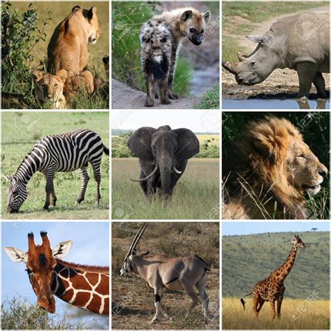 Animales de la selva características, que comen y tipos de hábitat - Docuciencia