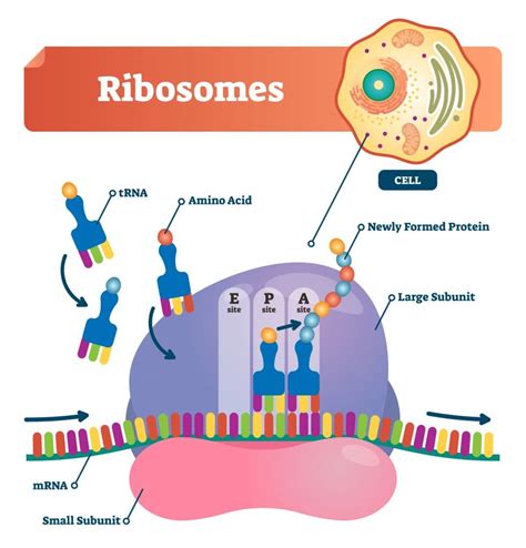 Section 2: The Genetic Code | Nitty Gritty Science