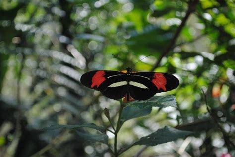 Butterflies in Iguazú