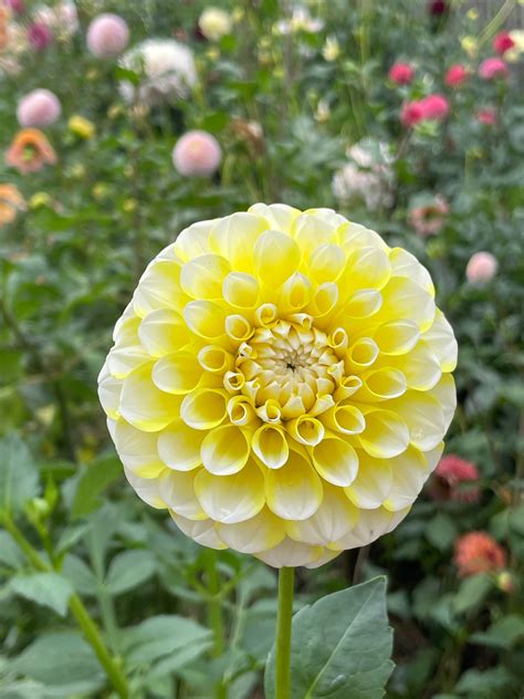 Rivers Yellow Snow Dahlia Tuber – Tree Town Homestead