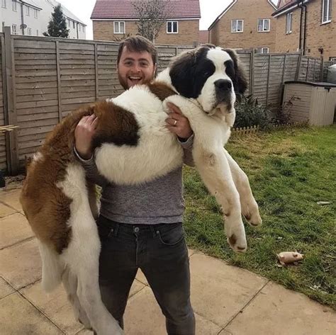 Huge St Bernard weighing 12st and standing 5ft 9in on hind legs thinks ...