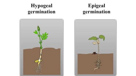 EPIGEAL AND HPOGEAL GERMINATION - Agriculture Wale