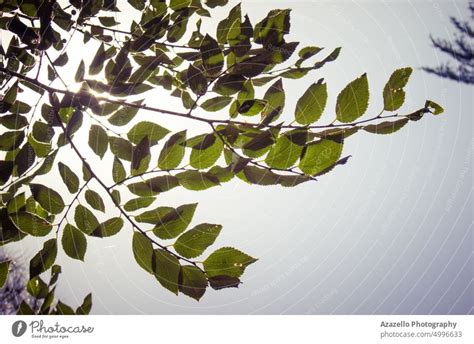 Tree branch with green leaves. - a Royalty Free Stock Photo from Photocase