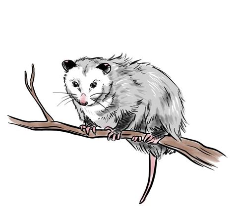 How to Draw an Opossum | Possum, Art clipart, Opossum