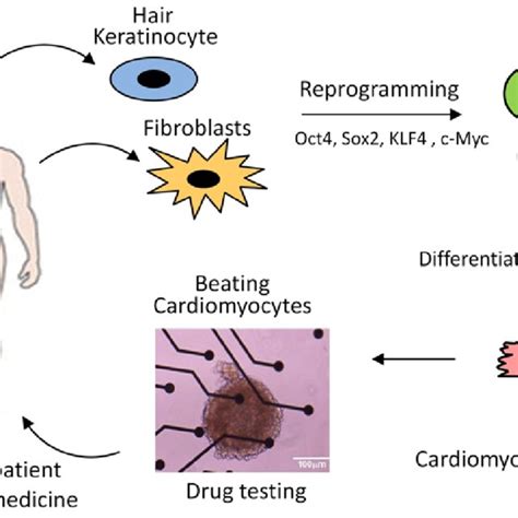 Induced pluripotent stem cells-derivation and applications. Induced ...