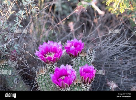 Desert Cactus in Sedona Arizona Stock Photo - Alamy