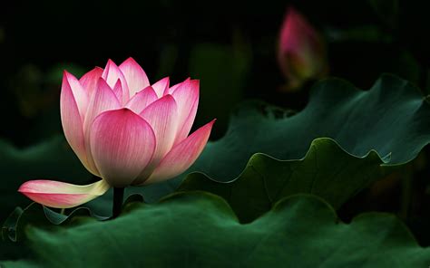 Lotus Wallpaper 69 - [1920x1200]