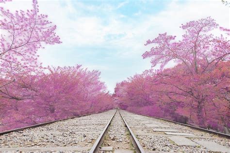 Cherry Blossom Tour Kyoto | Kyoto Localized - Walking Day Tour Kyoto