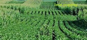 Difference between mixed cropping and intercropping - TheQnA.Org