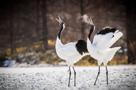 Red-Crowned Crane 丹顶鹤 ~ 仙鹤-3 | Aves