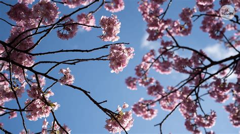 Peak bloom announced for Washington DC's Cherry Blossom Festival