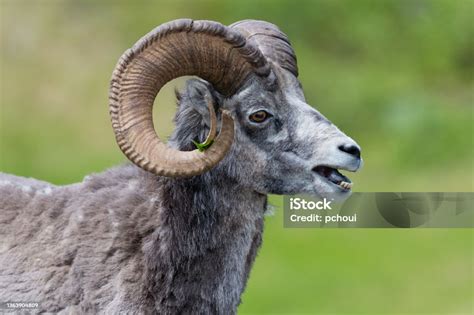 Stone Sheep Stock Photo - Download Image Now - Dall Sheep, Animal ...