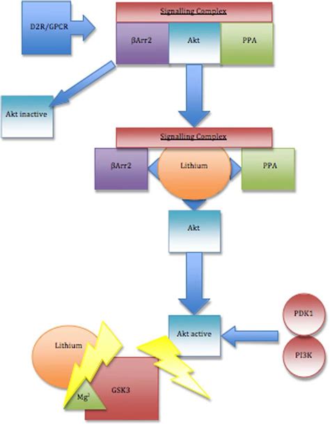 Inhibition of glycogen synthase kinase 3 (GSK3) by lithium. Lithium... | Download Scientific Diagram