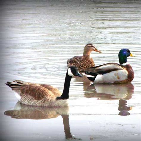 Duck & Goose Hunting