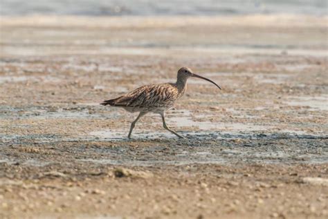 740+ Eurasian Curlew Photos Stock Photos, Pictures & Royalty-Free Images - iStock