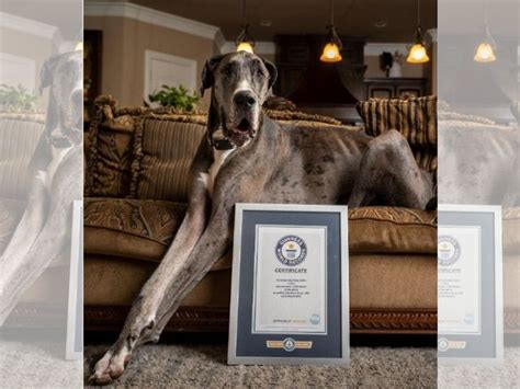 Biggest Great Dane Zeus