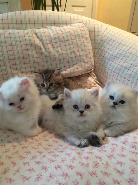 Brother and sisters | Beautiful kittens, Kitten, Animals