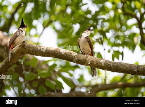 Nest of bulbul bird hi-res stock photography and images - Alamy