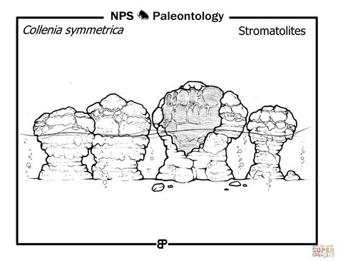 Precambrian Stromatolites (Collenia Symmetrica) coloring page | Free ...