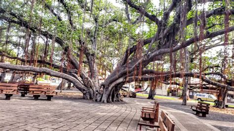 What is Special About the Banyan Tree in Lahaina Maui? How Old is the Banyan Tree in Maui ...