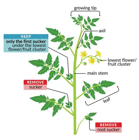 Pruning Tomatoes – VINES