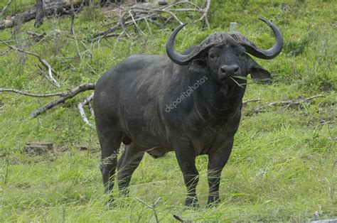 Pictures: cape buffalo | Cape buffalo bull — Stock Photo © willem #3003206