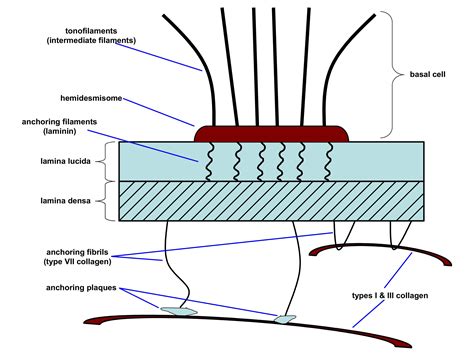 Basal Lamina Vs Basement Membrane