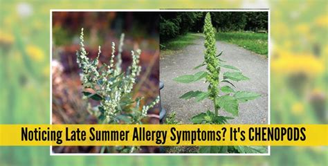 Account Suspended | Summer allergies, Allergy symptoms, Late summer