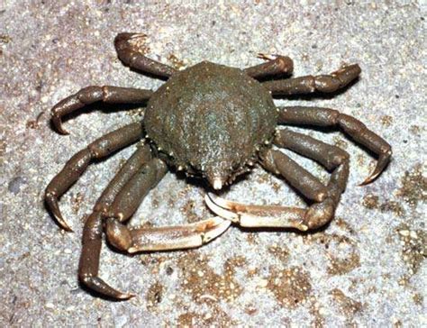 Spider crab | crustacean | Britannica.com