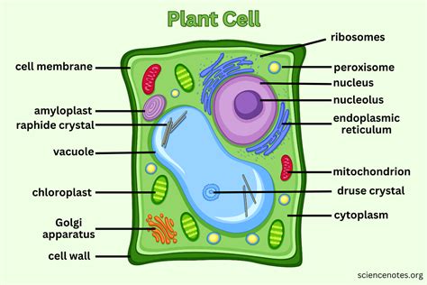 Plant Cell - Diagram, Organelles, and Characteristics in 2023 | Plant cell diagram, Plant cell ...