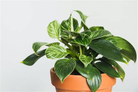 24+ Types Of Philodendron Plants - ChinokudzaLeene