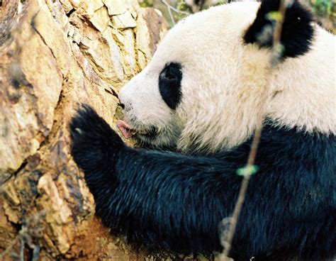 Giant pandas: living proof that conservation works | WWF