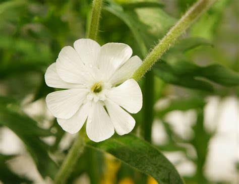 Bee flower | part of the flowers in the bee garden | Sarah Barker | Flickr