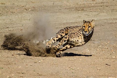 Cheetah Population Worldwide: Important Facts And Figures - WorldAtlas.com