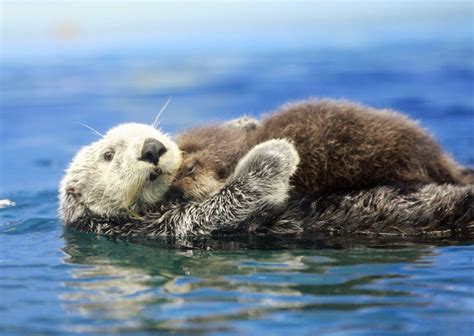 Mama Otter Holding Baby Otter | Happy Photos | POPSUGAR Smart Living ...