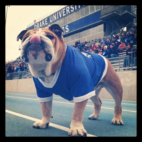 78+ images about Drake Bulldogs on Pinterest | Football, Young and and Bulldog mascot