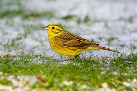 2,600+ Yellowhammer Stock Photos, Pictures & Royalty-Free Images - iStock