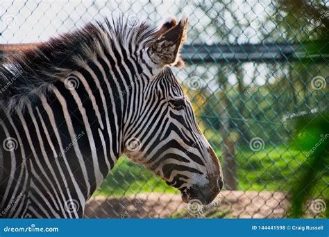 Portrait of a Zebra`s head stock photo. Image of closeup - 144441598