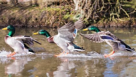 Ducks Landing on Water in Sequence. Frozen Motion. Stock Photo - Image ...