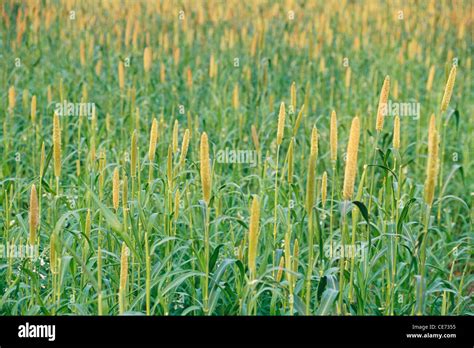 Pearl millet ; cattail millet ; bulrush ; Bajra plant crop field ; sakori ; maharashtra ; india ...