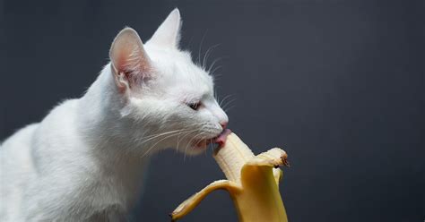 Can Cats Eat Bananas? Yes, But Most Won’t — Pumpkin®