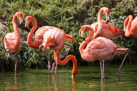 Celestun Refuge Tour: Flamingos, Mangrove Boat Ride and Beach 2021 - Merida