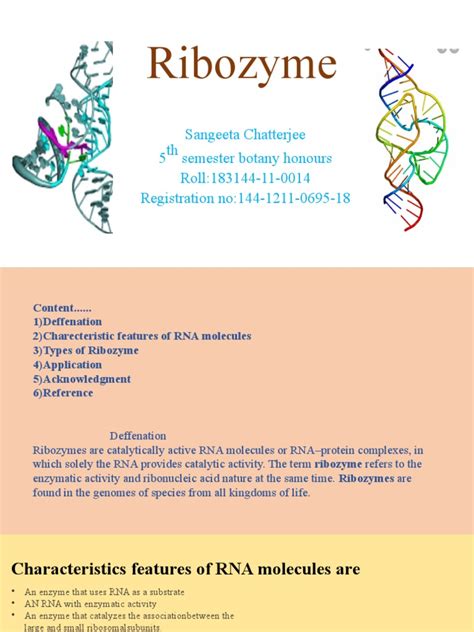 An In-Depth Analysis of Ribozymes: Their Characteristics, Types ...