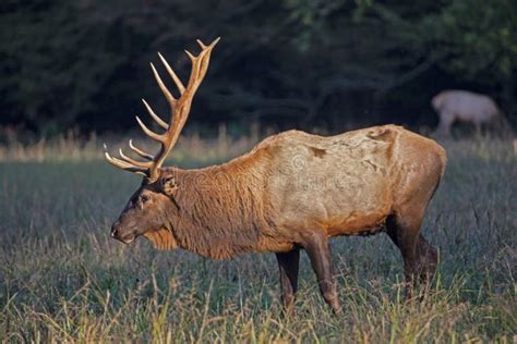 Large Antlers on a Bull Elk Stand Straight Upward. Stock Image - Image ...