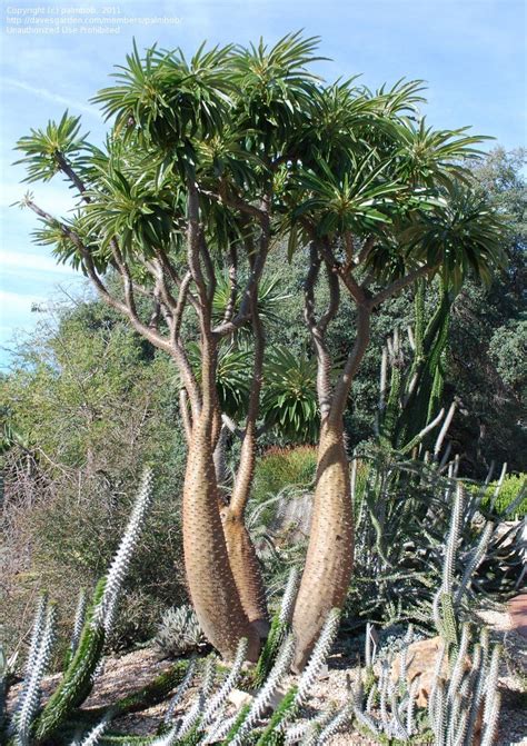 PlantFiles Pictures: Madagascar Palm (Pachypodium lamerei), 1 by palmbob