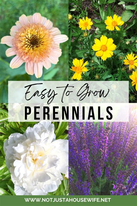 Perennials Flowers