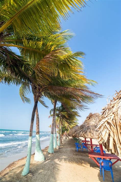 Palm Trees and Beach stock photo. Image of santa, rock - 40109940