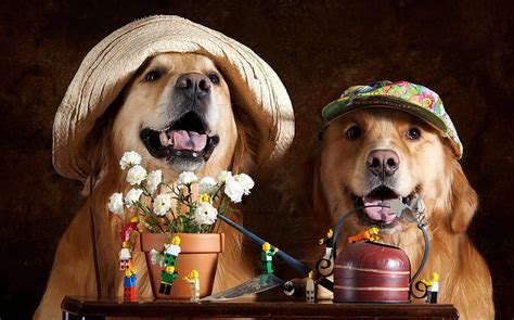 Happy dogs ***, animals, dogs, animal, dog, HD wallpaper | Peakpx