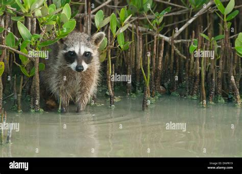 Raccoon cozumel endangered mammal hi-res stock photography and images ...